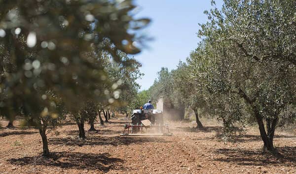 El PP alerta de que la nueva PAC puede costar 400 millones al campo granadino La Junta gestiona ayudas por valor de 29 millones para modernizar el campo granadino. Imagen: Junta Andalucía