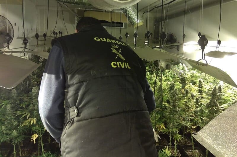Operación ‘Calystegia’: incautan en Albolote más de 600 plantas de marihuana escondidas en un zulo Decomiso de marihuana en la provincia de Granada. - GUARDIA CIVIL - Archivo