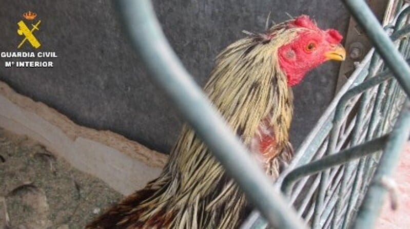 Maltrato animal en Churriana: once gallos mutilados para peleas ilegales Un individuo puesto a disposición judicial por maltratar a once gallos en Churriana de la Vega (Granada). - GUARDIA CIVIL