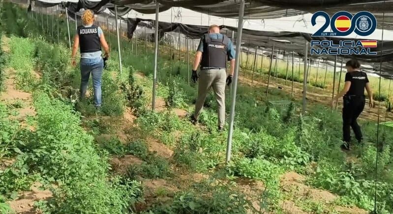 Detenidos cuatro hombres por tráfico de drogas con un cultivo valorado en más de 1,6 millones Desmantelado un invernadero en Albondón (Granada) con más de 3.300 plantas de marihuana. - CNP