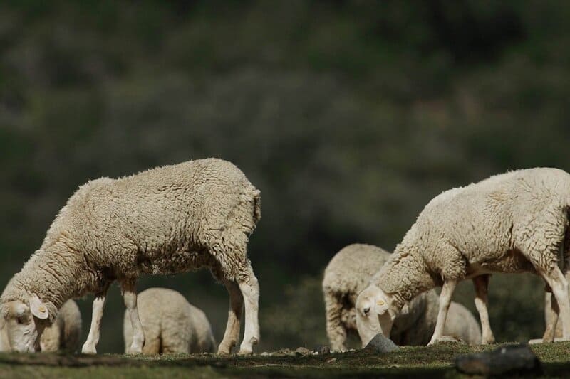 La Junta subraya la baja incidencia de lengua azul pero pide reforzar la vacunación Archivo - Imagen de archivo de ganado. - JUNTA DE ANDALUCÍA - Archivo