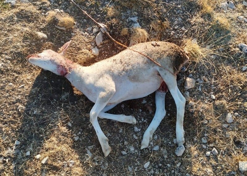Exigen un control cinegético del zorro debido al aumento de ataques a ovejas en el Altiplano de Granada Oveja herida tras el ataque de un zorro en el Altiplano de Granada - COAG