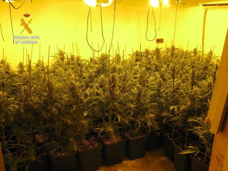Granada fue la segunda provincia española con más plantas de cannabis incautadas en 2024 Marihuana intervenida, en una imagen de archivo - GUARDIA CIVIL - Archivo
