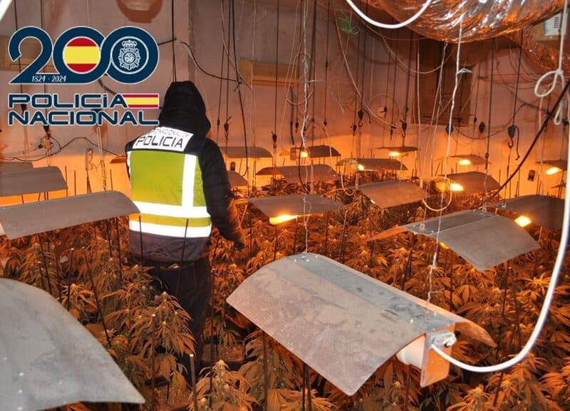 Una plantación de marihuana desmantelada en el Altiplano de Granada deja seis detenidos Desmantelamiento de plantación indoor de marihuana en el Altiplano de Granada - POLICÍA NACIONAL
