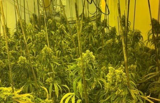 La Policía Nacional incautó 10.000 plantas de marihuana y casi 4 kilos de cocaína en diciembre en la provincia de Granada La Policía Nacional incautó 10.000 plantas de marihuana y casi 4 kilos de cocaína en diciembre en la provincia de Granada