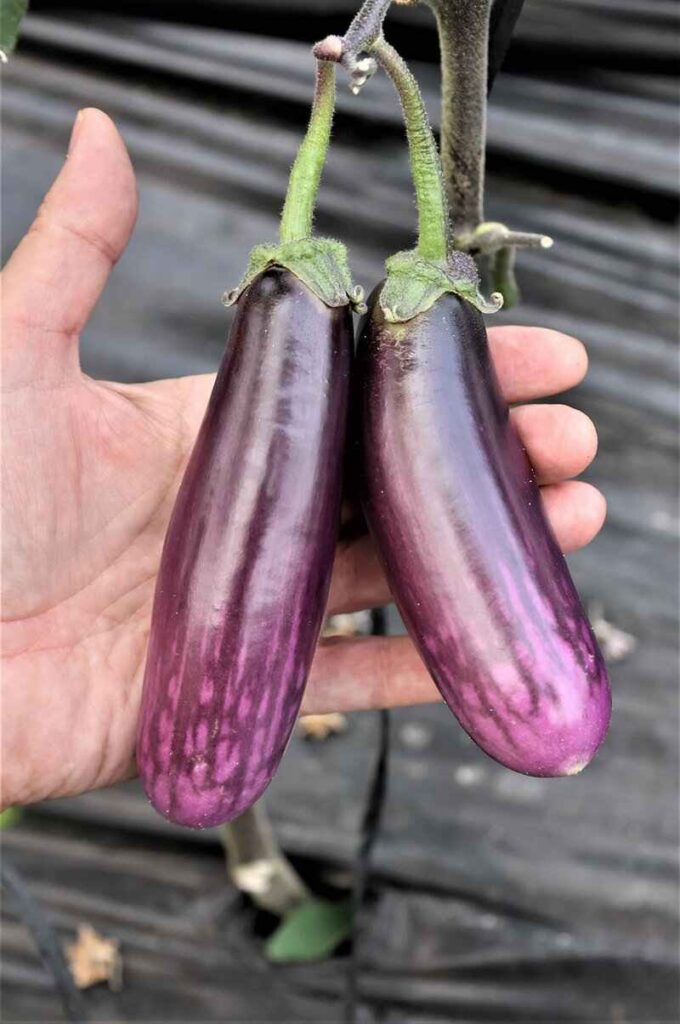 Científicos identifican compuestos con actividad antitumoral en una nueva variedad de berenjena Especie de berenjena denominada S0506 - UGR