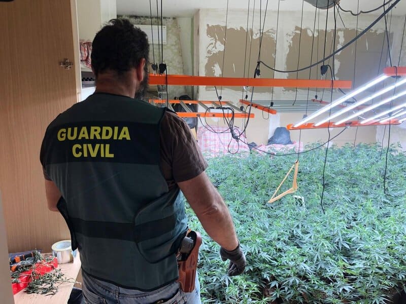 Intervenidas 1.509 plantas de marihuana en una operación contra el fraude eléctrico en Deifontes
