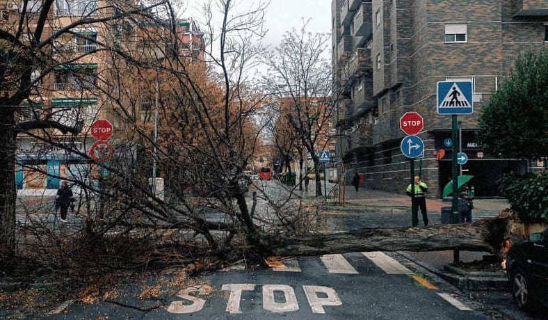 La calle Fontiveros, cortada al tráfico por la caída de un árbol