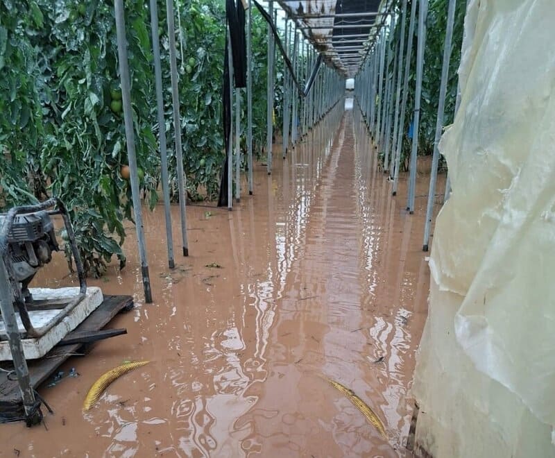 El temporal «compromete la campaña de aguacate y provoca daños» en invernaderos de Granada