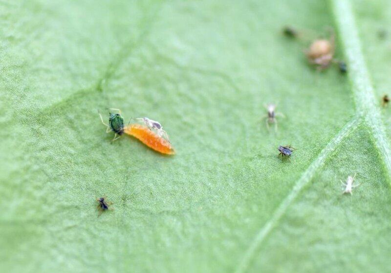 Una investigación revela cómo las hormigas afectan el control biológico del pulgón en pimiento Un 'Aphidoletes' apresa a un pulgón - JUNTA