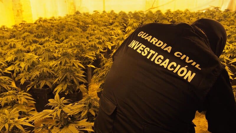 A juicio por cultivar más de 400 plantas de marihuana en una casa okupa de Granada