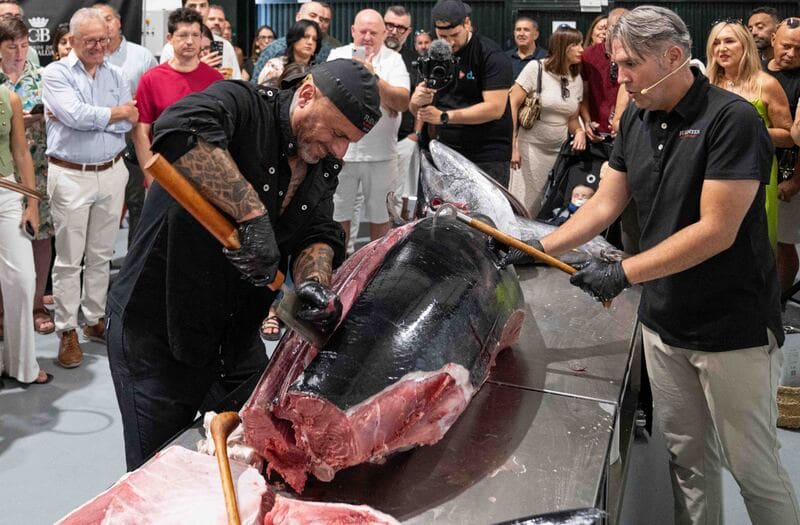 Ronqueo del atún que tuvo lugar durante esta jornada. IMAGEN: Conde de Benalúa