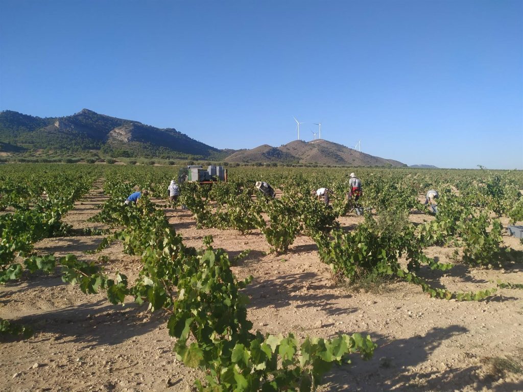 Imagen de archivo de una campaña de vendimia. - DOP JUMILLA - Archivo