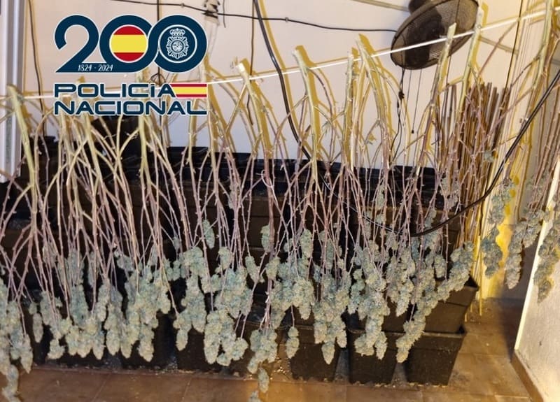 En la instalación había plantas de cannabis en distintos estados de crecimiento. IMAGEN: CUERPO NACIONAL DE POLICÍA