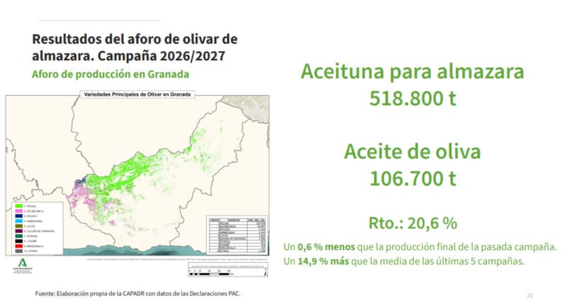 Datos del aforo del olivar para la provincia de Granada. IMAGEN: JUNTA DE ANDALUCÍA